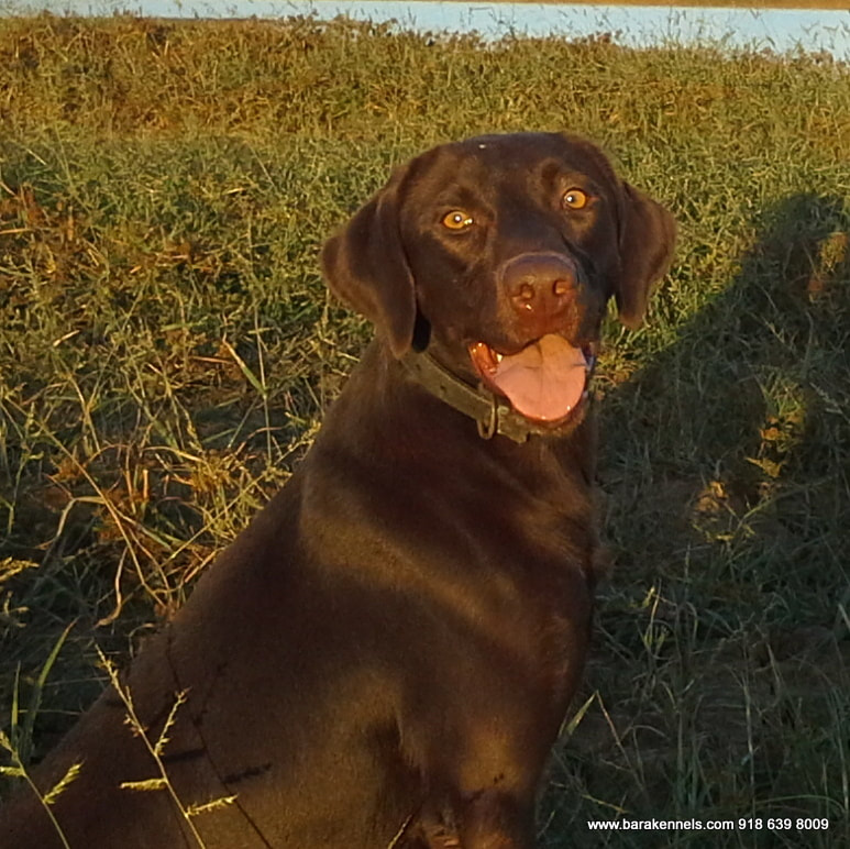 Female Labs BAR A KENNELS LLC