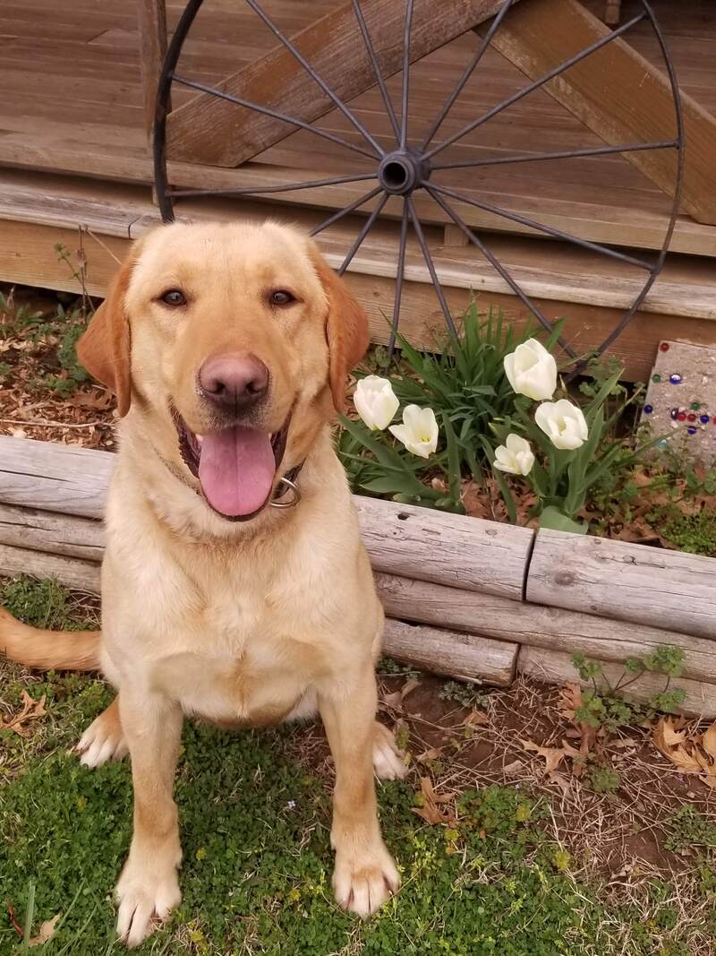 Female Labs Bar A Kennels Llc